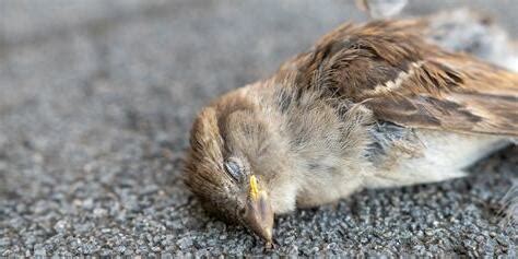 死鳥處理|【死掉的鳥怎麼處理】遇見倒斃小鳥怎麼做？處理野生禽鳥遺體全。